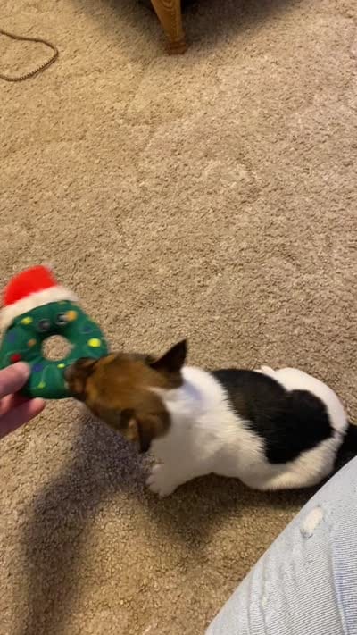 "Lil Girl", a female Jack Russell Terrier for sale in Casper, WY – 2 of 4