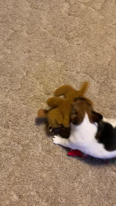 "Lil Girl", a female Jack Russell Terrier for sale in Casper, WY – 4 of 4