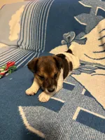 Buster, a male Jack Russell Terrier for sale in Casper, WY – 4 of 4