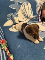 Buster, a male Jack Russell Terrier for sale in Casper, WY – 2 of 4