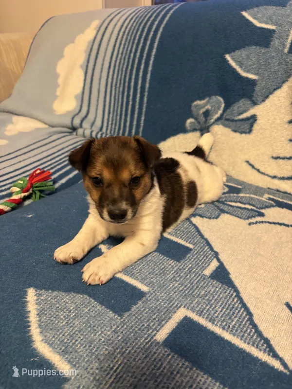 Buster, a male Jack Russell Terrier for sale in Casper, WY – 1 of 4