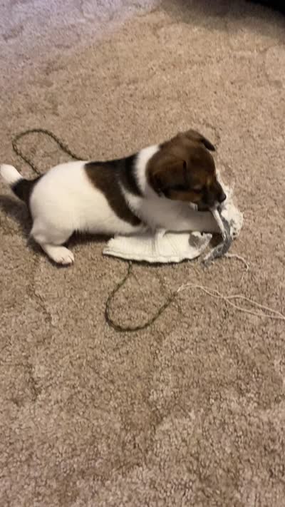 Buster, a male Jack Russell Terrier for sale in Casper, WY – 3 of 4