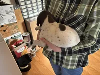 George, a male German Shorthaired Pointer for sale in Casper, WY – 5 of 6