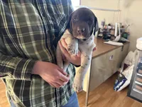 George, a male German Shorthaired Pointer for sale in Casper, WY – 3 of 6