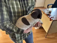 George, a male German Shorthaired Pointer for sale in Casper, WY – 4 of 6