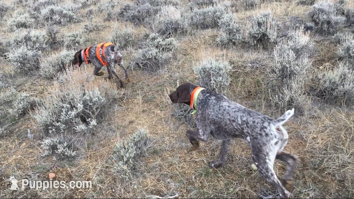 George, a male German Shorthaired Pointer for sale in Casper, WY – 6 of 6