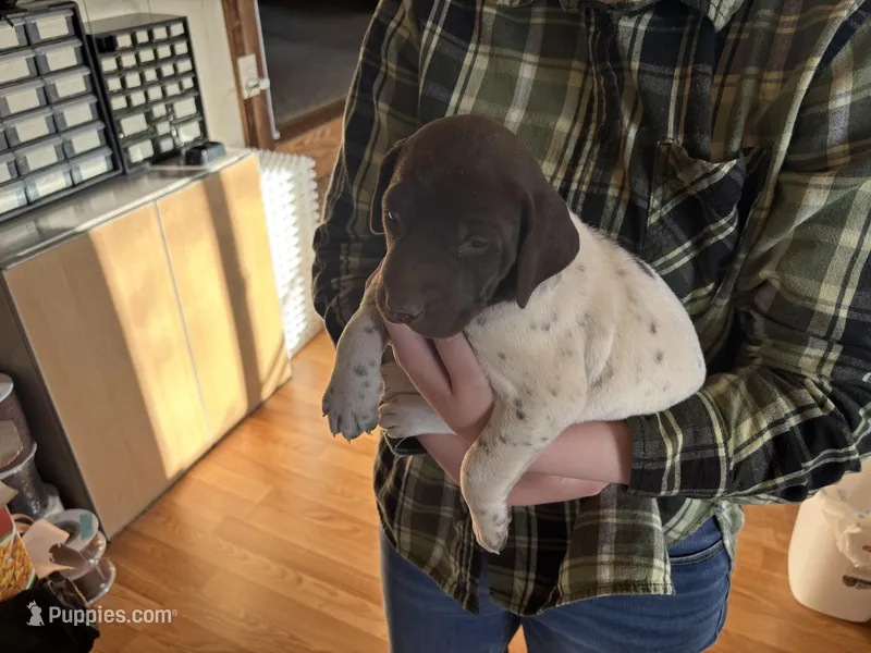 George – German Shorthaired Pointer puppy for sale in Casper, WY