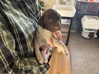 George, a male German Shorthaired Pointer for sale in Casper, WY – 2 of 6