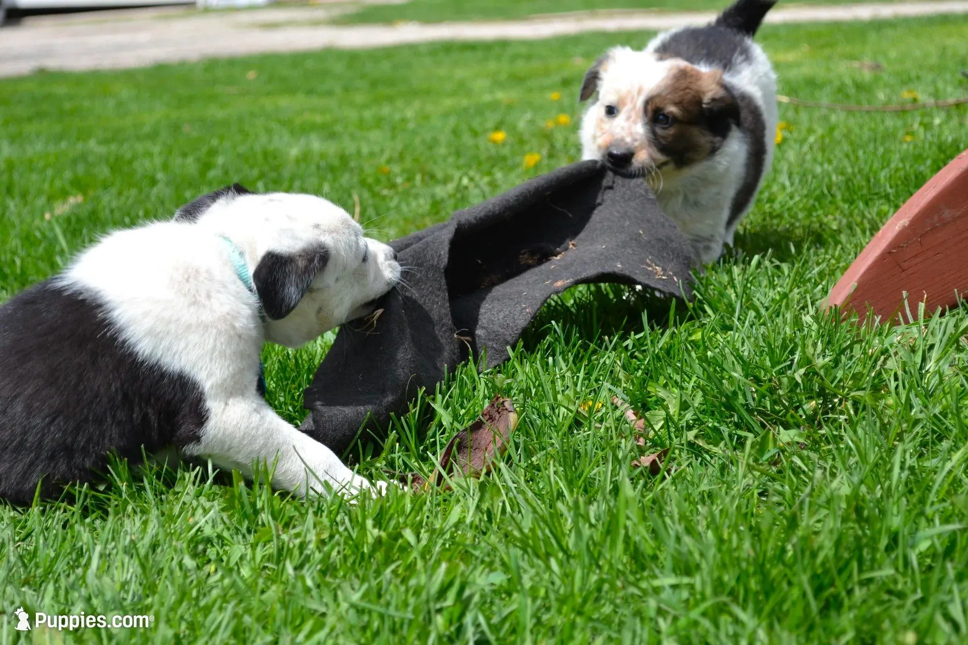 Tilly, a female Border Collie for sale in Brandon, WI – 9 of 10