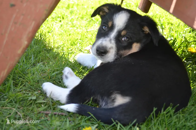 Bronco – Border Collie puppy for sale in Brandon, WI