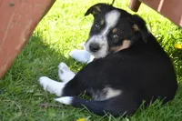 Bronco, a male Border Collie for sale in Brandon, WI – 1 of 6