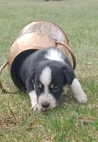 Bronco, a male Border Collie for sale in Brandon, WI – 5 of 6