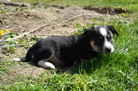 Bronco, a male Border Collie for sale in Brandon, WI – 3 of 6