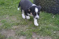 Bronco, a male Border Collie for sale in Brandon, WI – 4 of 6