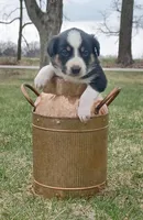 Bronco, a male Border Collie for sale in Brandon, WI – 2 of 6