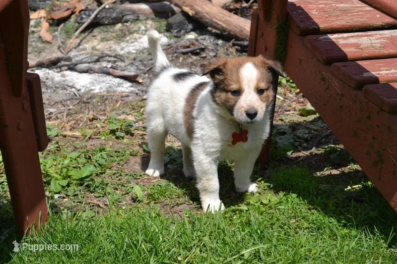 Junior – Border Collie puppy for sale in Brandon, WI