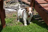 Junior, a male Border Collie for sale in Brandon, WI – 1 of 4