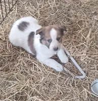 Junior, a male Border Collie for sale in Brandon, WI – 4 of 4