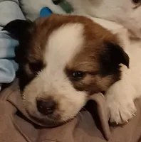 Junior, a male Border Collie for sale in Brandon, WI – 2 of 4