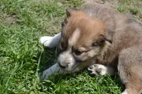 Gray dawn, a male Border Collie for sale in Brandon, WI – 3 of 5