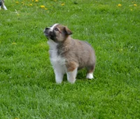 Gray dawn, a male Border Collie for sale in Brandon, WI – 5 of 5