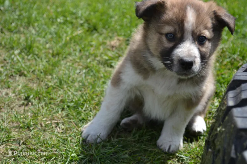 Gray dawn – Border Collie puppy for sale in Brandon, WI