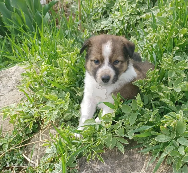 Amber – Border Collie puppy for sale in Brandon, WI