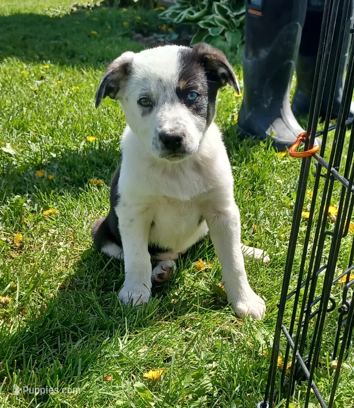 Tilly – Border Collie puppy for sale in Brandon, WI