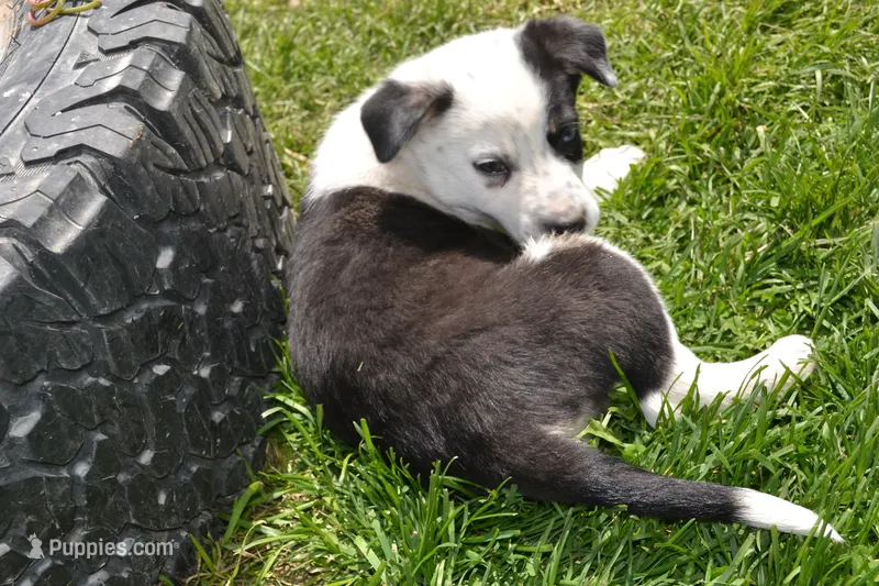 Tilly – Border Collie puppy for sale in Brandon, WI