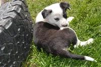 Tilly, a female Border Collie for sale in Brandon, WI – 1 of 10