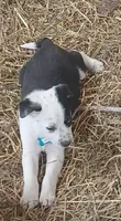 Tilly, a female Border Collie for sale in Brandon, WI – 3 of 10