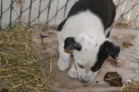 Tilly, a female Border Collie for sale in Brandon, WI – 10 of 10