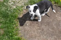 Tilly, a female Border Collie for sale in Brandon, WI – 6 of 10