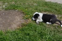 Tilly, a female Border Collie for sale in Brandon, WI – 8 of 10