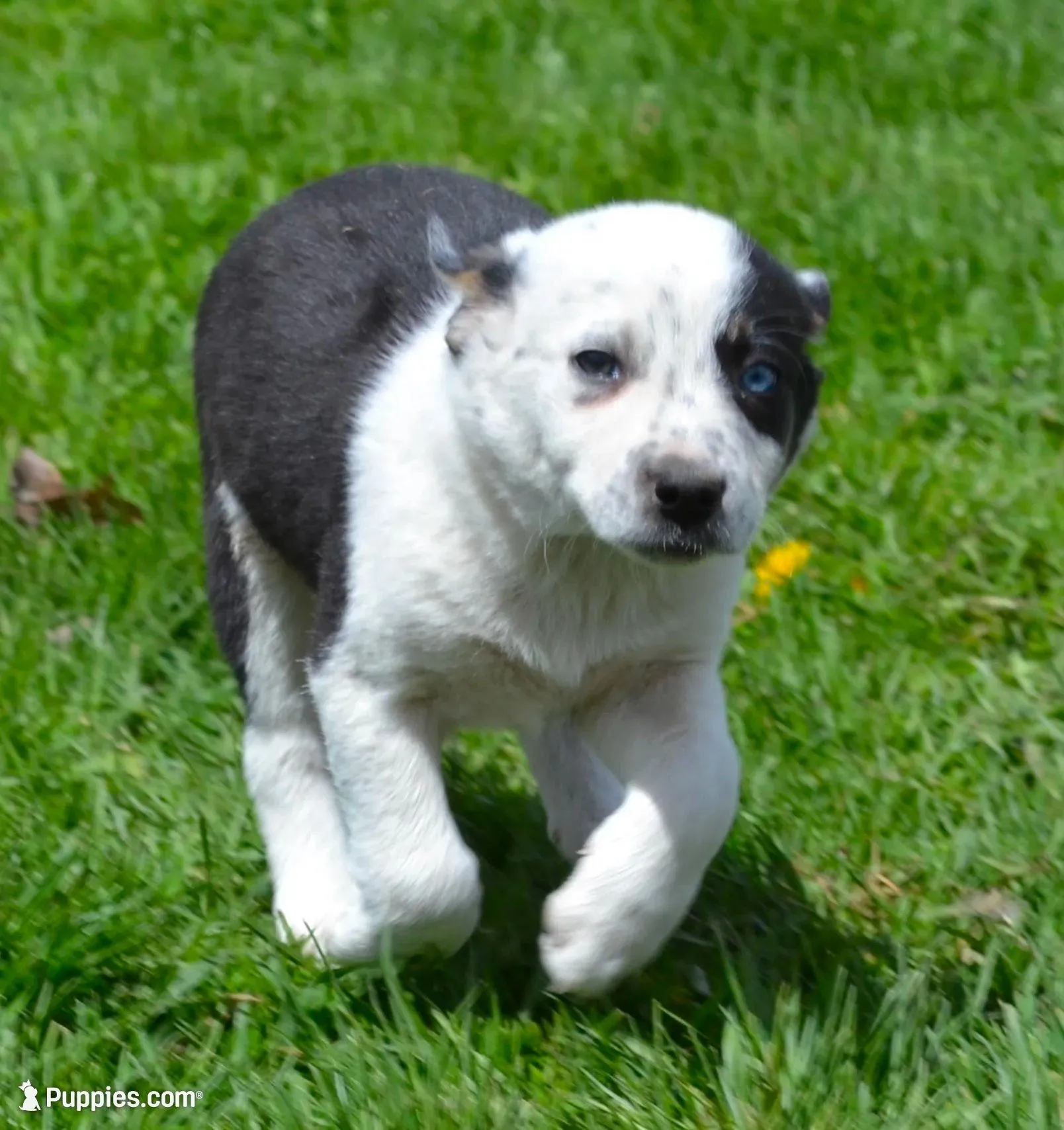 Tilly, a female Border Collie for sale in Brandon, WI – 7 of 10