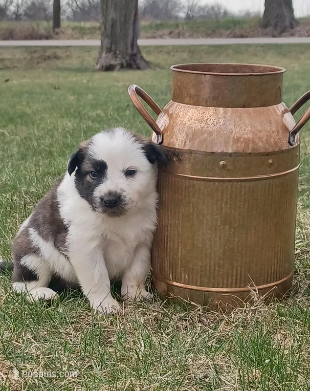 Harley – Border Collie puppy for sale in Brandon, WI