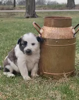 Harley, a male Border Collie for sale in Brandon, WI – 1 of 3