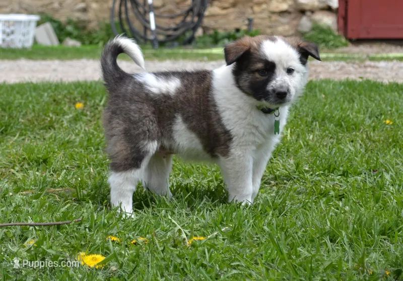 Harley – Border Collie puppy for sale in Brandon, WI