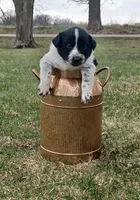 Hunter, a male Border Collie for sale in Brandon, WI – 2 of 6