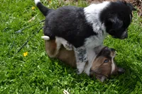 Hunter, a male Border Collie for sale in Brandon, WI – 6 of 6