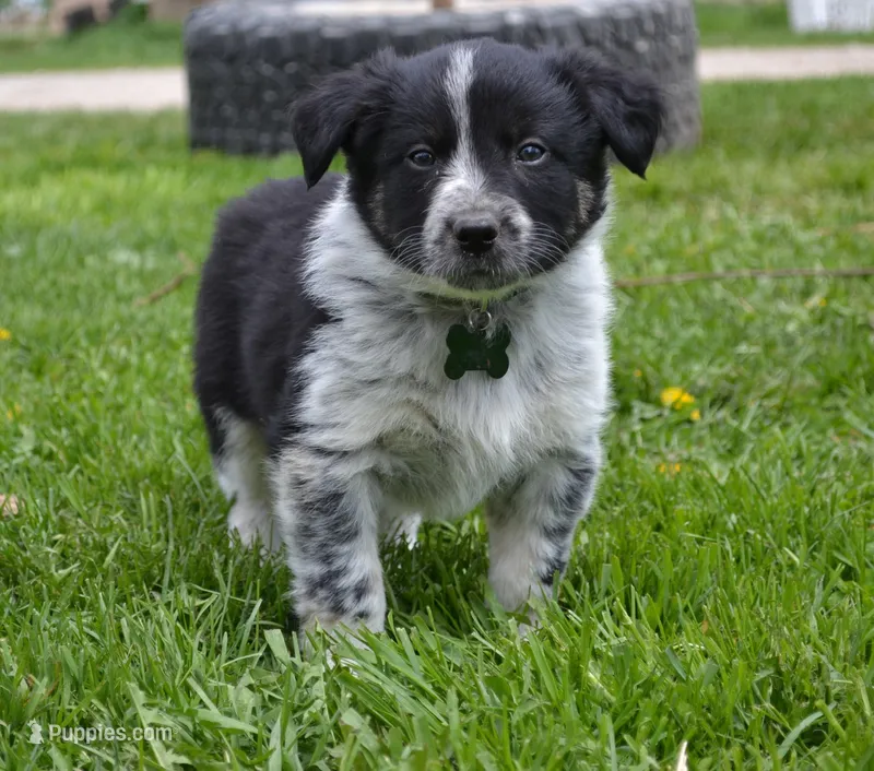 Hunter – Border Collie puppy for sale in Brandon, WI