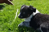 Hunter, a male Border Collie for sale in Brandon, WI – 4 of 6