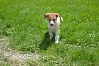 Honey, a male Border Collie for sale in Brandon, WI – 6 of 6