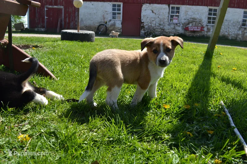 Honey – Border Collie puppy for sale in Brandon, WI