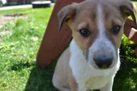 Honey, a male Border Collie for sale in Brandon, WI – 3 of 6