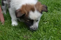 Harley, a male Border Collie for sale in Brandon, WI – 2 of 3