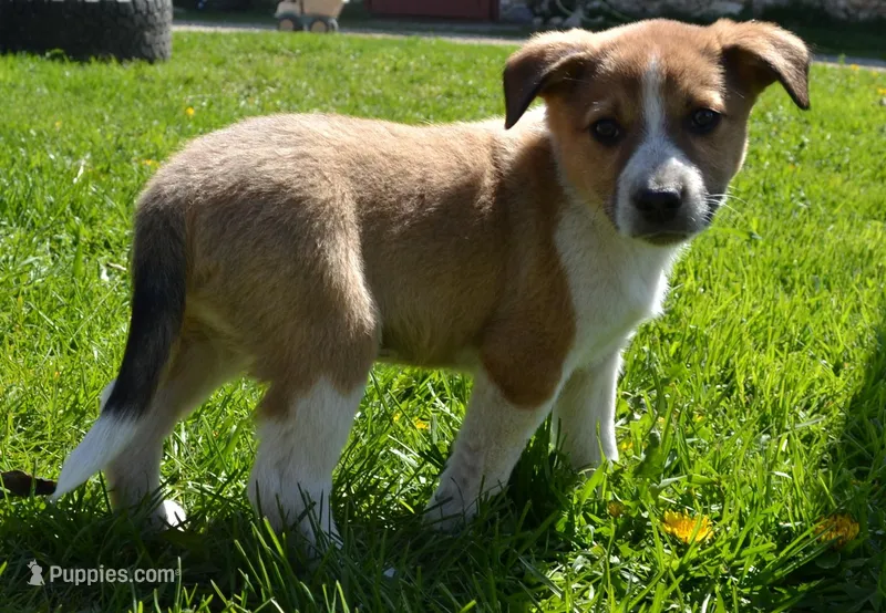Honey – Border Collie puppy for sale in Brandon, WI