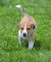 Honey, a male Border Collie for sale in Brandon, WI – 4 of 6