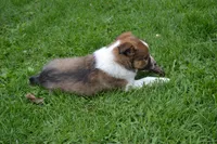 Amber, a female Border Collie for sale in Brandon, WI – 4 of 10