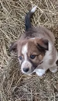 Amber, a female Border Collie for sale in Brandon, WI – 9 of 10